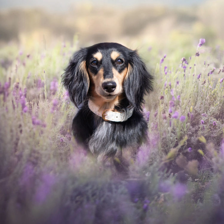 Dashwood Dachshunds