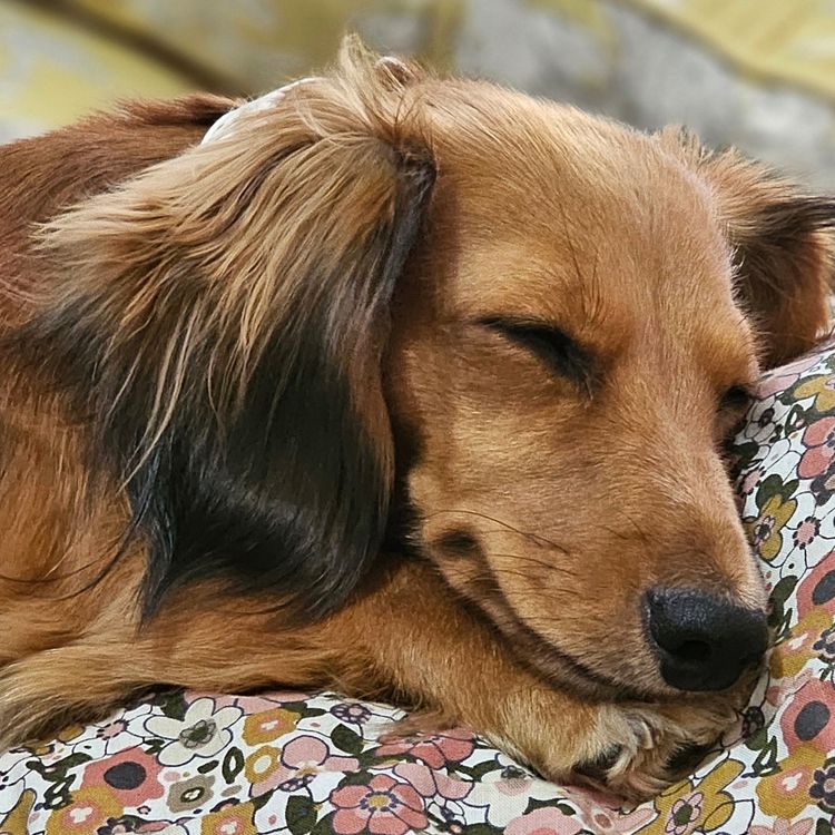 Dashwood Dachshunds