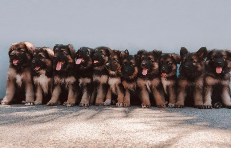 Aurelius German Shepherds by Alfa K9