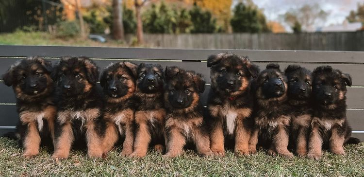 Aurelius German Shepherds by Alfa K9