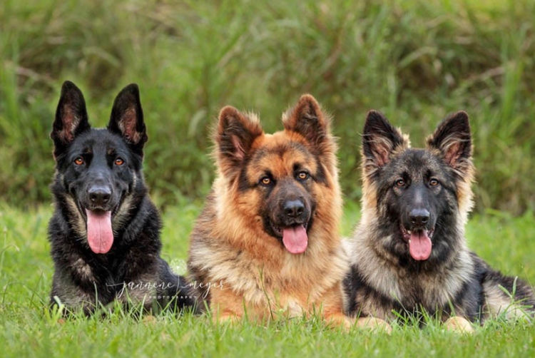Aurelius German Shepherds by Alfa K9