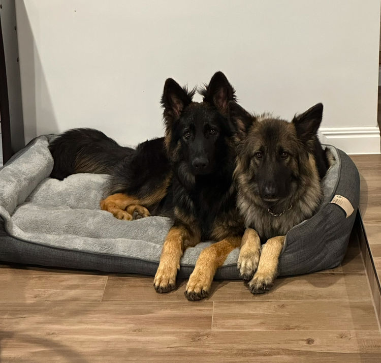 Aurelius German Shepherds by Alfa K9