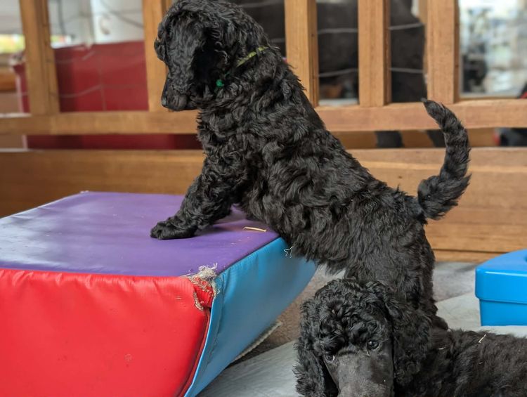 Bellephon Poodles