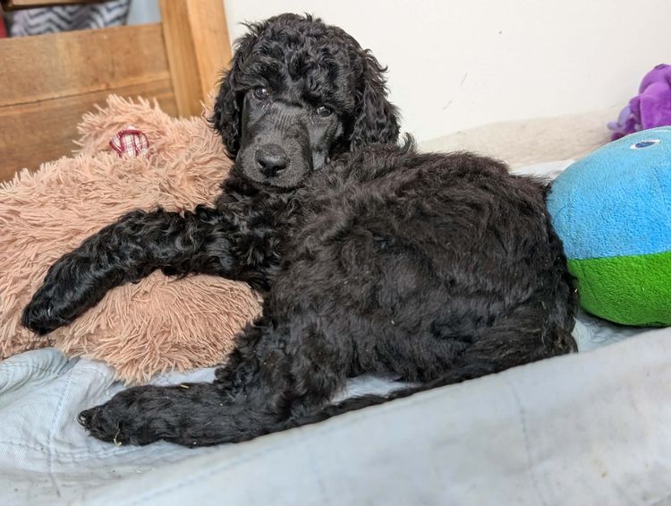Bellephon Poodles