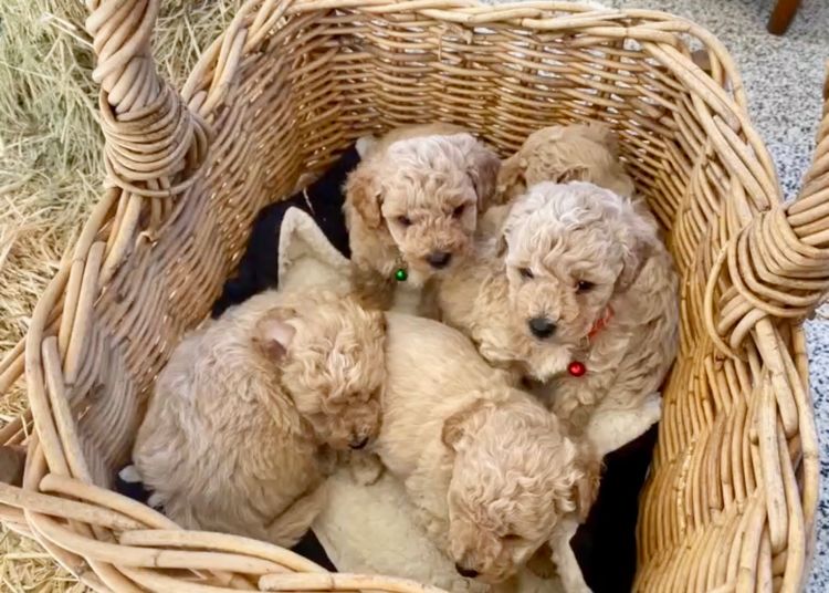 Belair Puppies Bichoodles