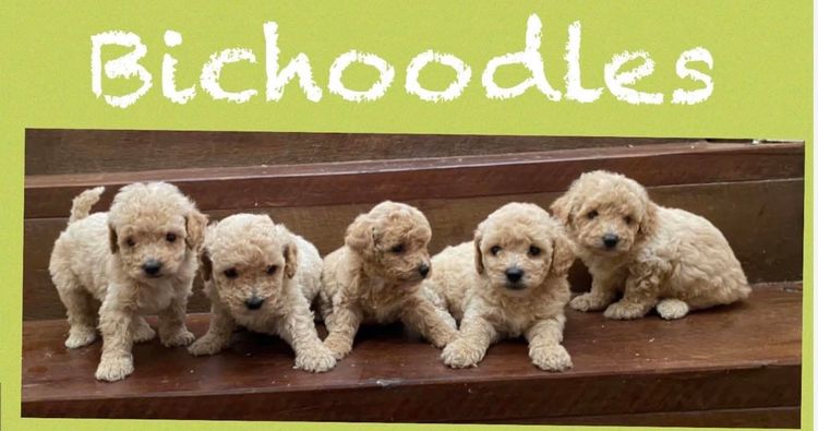 Belair Puppies Bichoodles