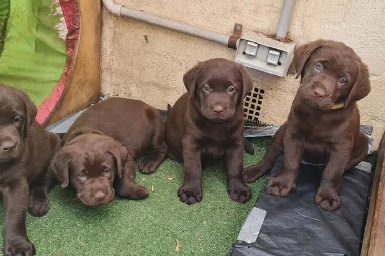 Jodielassie Labradors