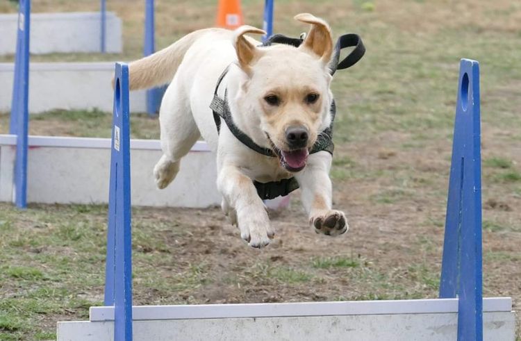 Jodielassie Labradors