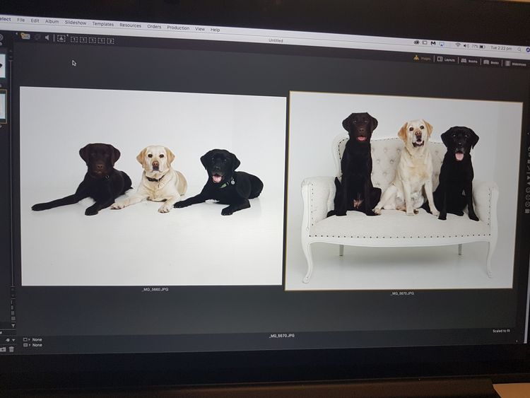 Jodielassie Labradors