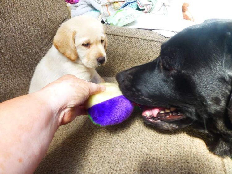 Jodielassie Labradors