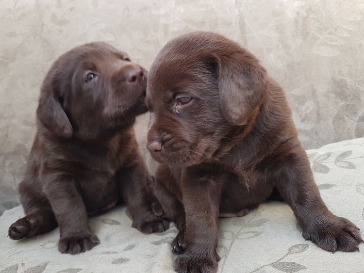 Jodielassie Labradors