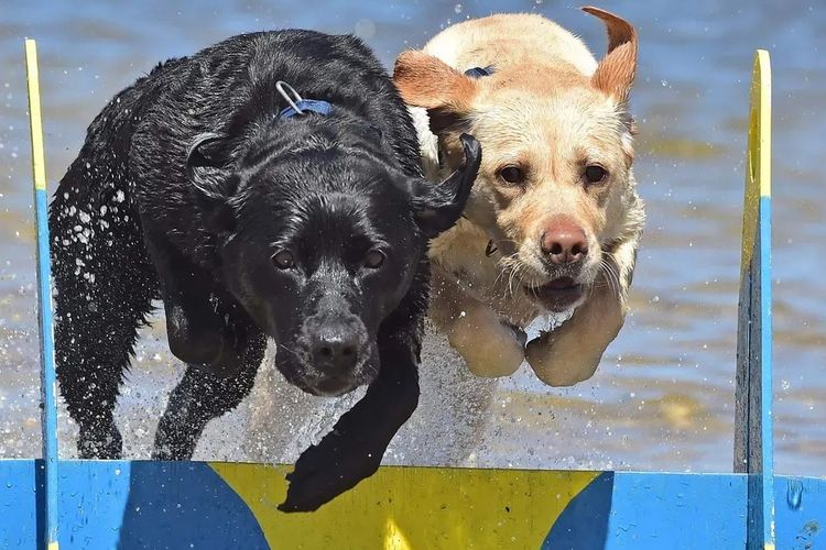 Jodielassie Labradors