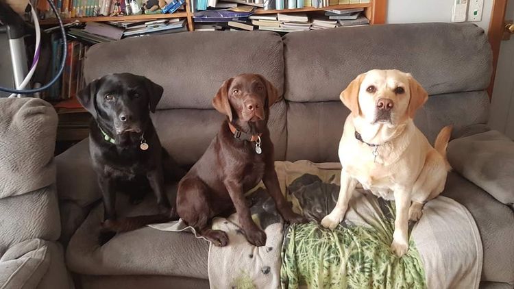 Jodielassie Labradors