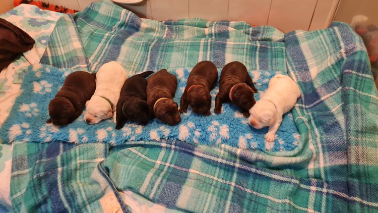 Jodielassie Labradors