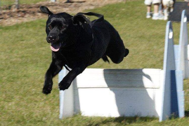 Jodielassie Labradors