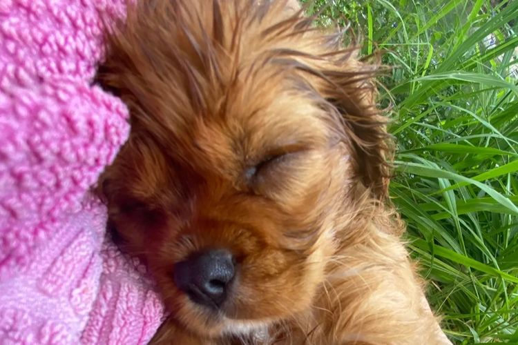 Roseberry Farm Pets