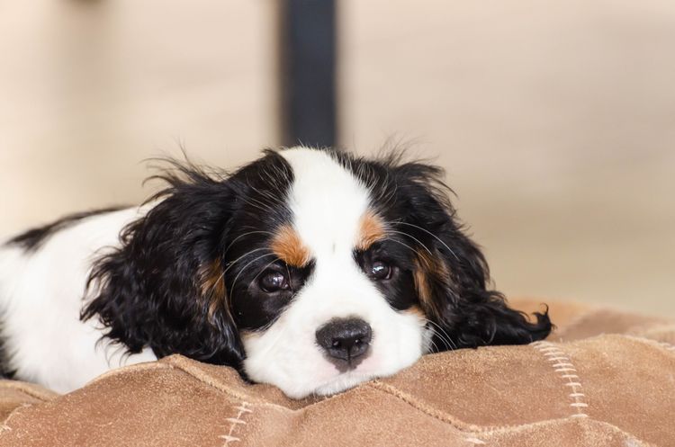 Roseberry Farm Pets