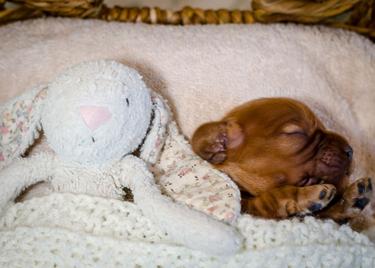 Roseberry Farm Pets