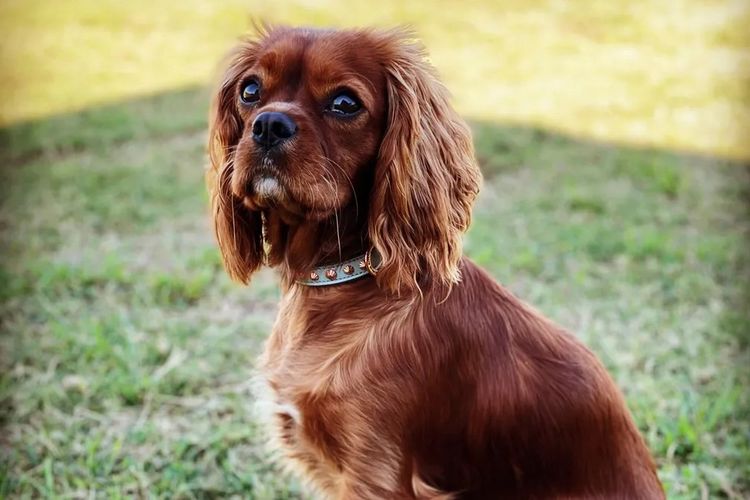 Roseberry Farm Pets