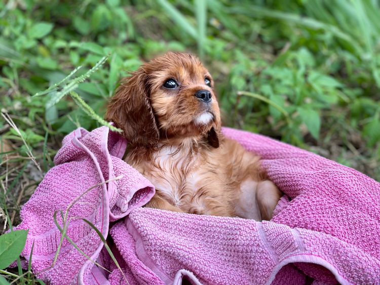 Roseberry Farm Pets