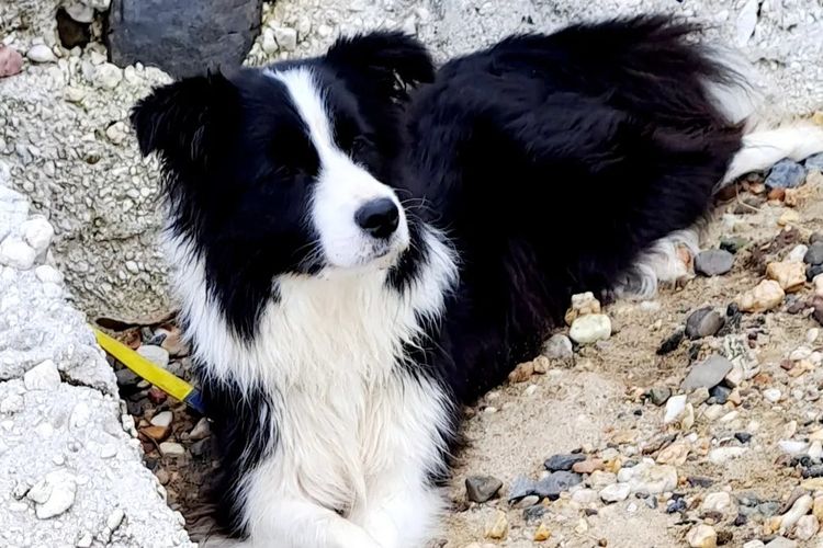 Sanpasho Border Collies