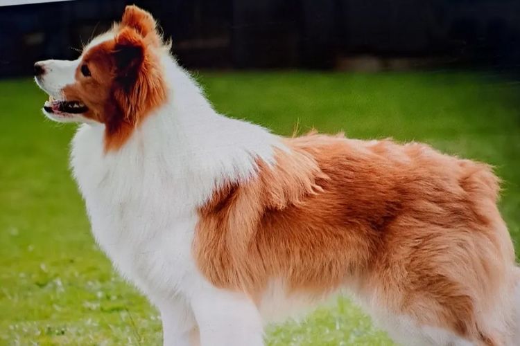 Sanpasho Border Collies