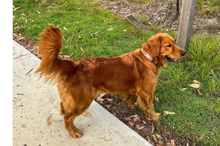 Tyalla Farm Golden Retrievers