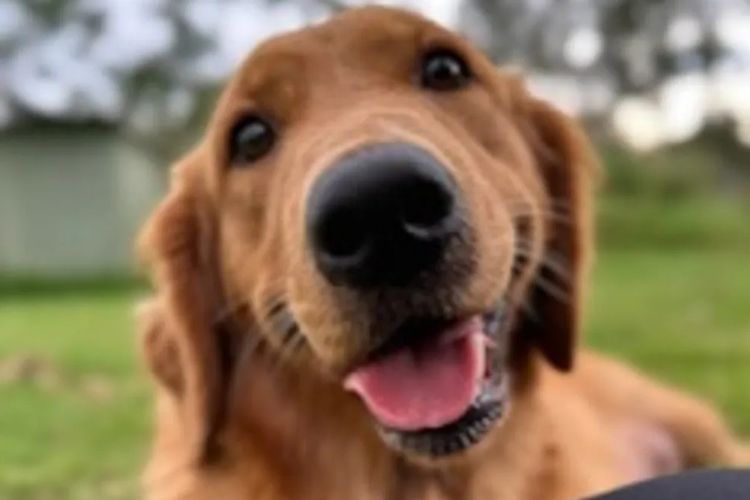 Tyalla Farm Golden Retrievers