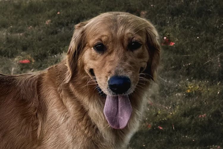 Tyalla Farm Golden Retrievers