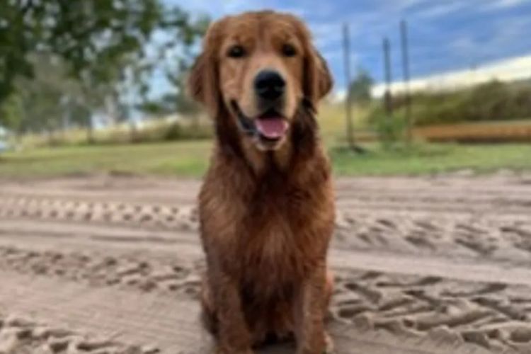 Tyalla Farm Golden Retrievers