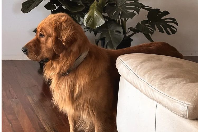 Tyalla Farm Golden Retrievers