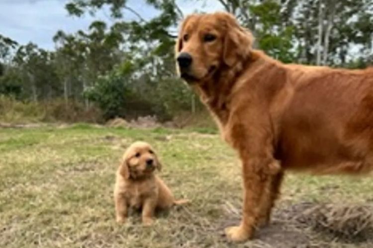 Tyalla Farm Golden Retrievers