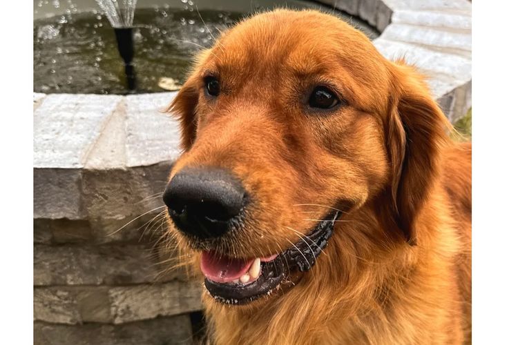 Tyalla Farm Golden Retrievers
