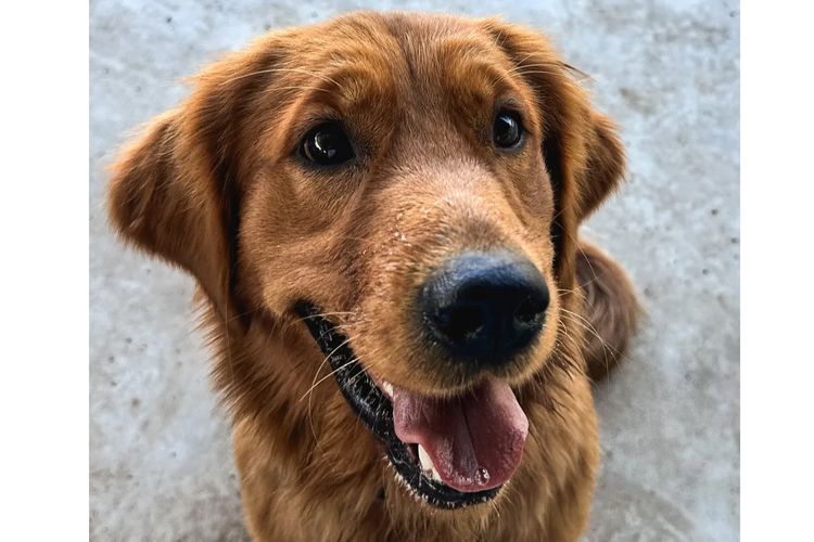 Tyalla Farm Golden Retrievers