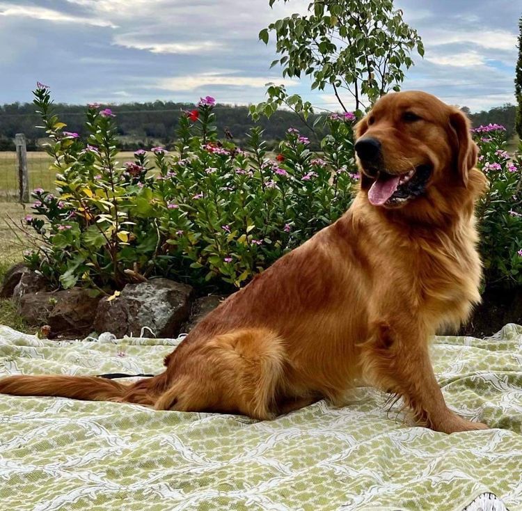Tyalla Farm Golden Retrievers
