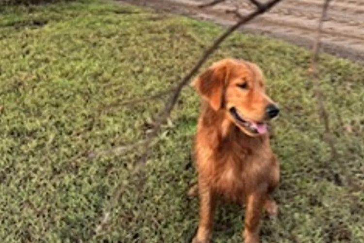 Tyalla Farm Golden Retrievers