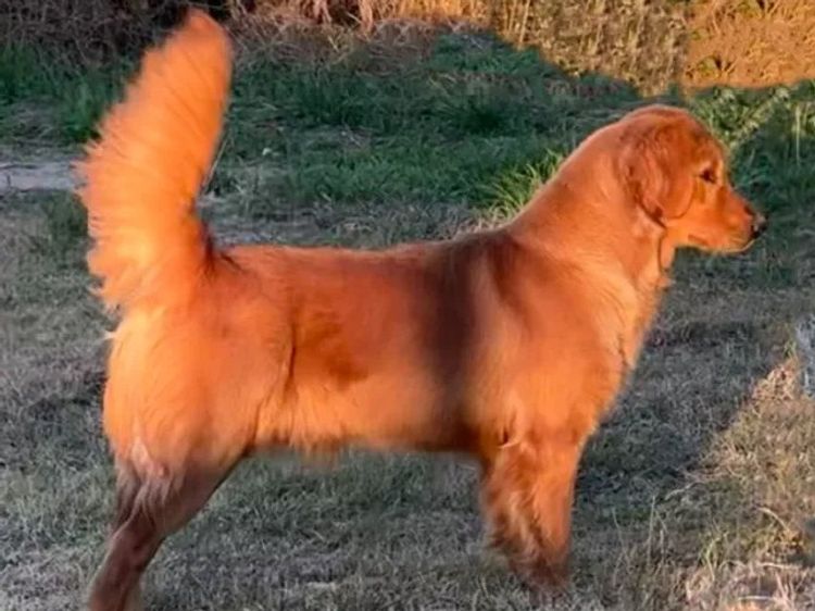 Tyalla Farm Golden Retrievers
