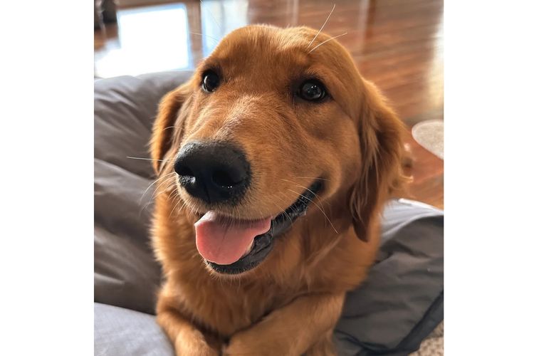 Tyalla Farm Golden Retrievers