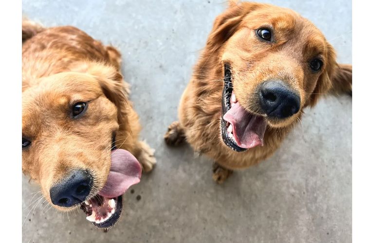 Tyalla Farm Golden Retrievers