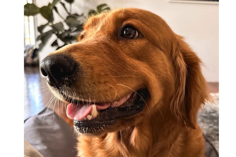 Tyalla Farm Golden Retrievers