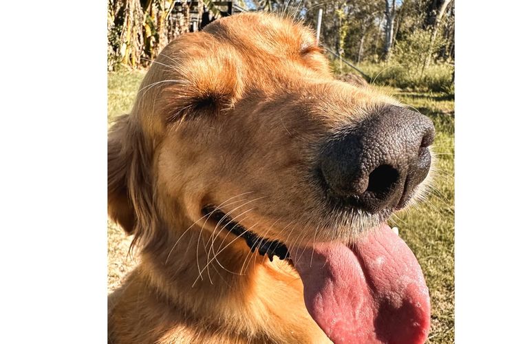 Tyalla Farm Golden Retrievers