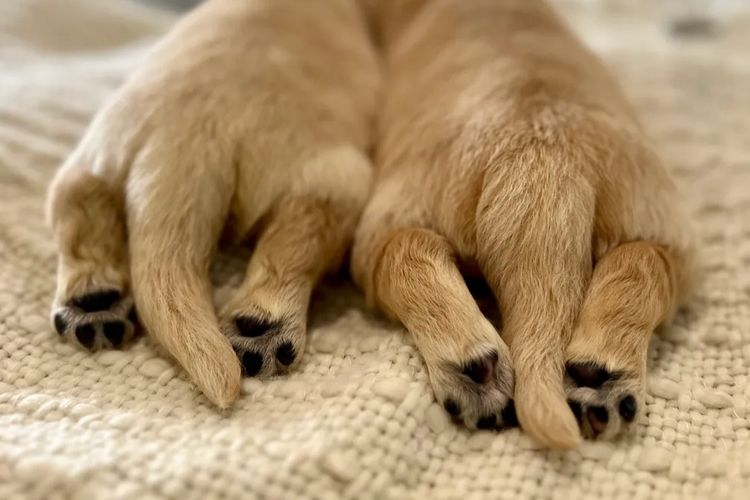 Tyalla Farm Golden Retrievers
