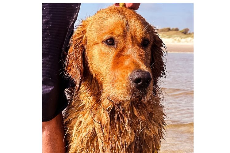 Tyalla Farm Golden Retrievers