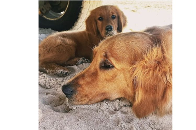 Tyalla Farm Golden Retrievers