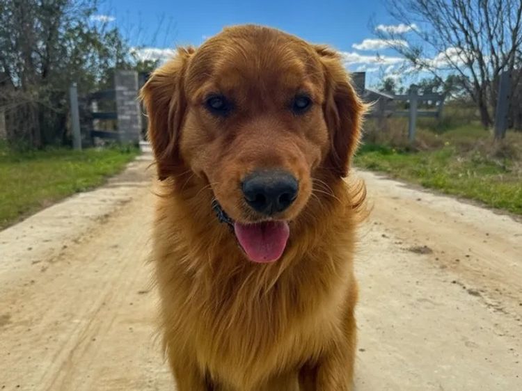 Tyalla Farm Golden Retrievers