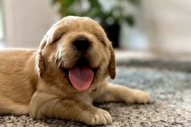 Tyalla Farm Golden Retrievers