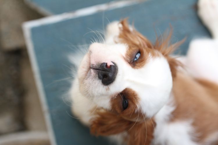 Merle Cavoodle - Cavalier King Charles Spaniel
