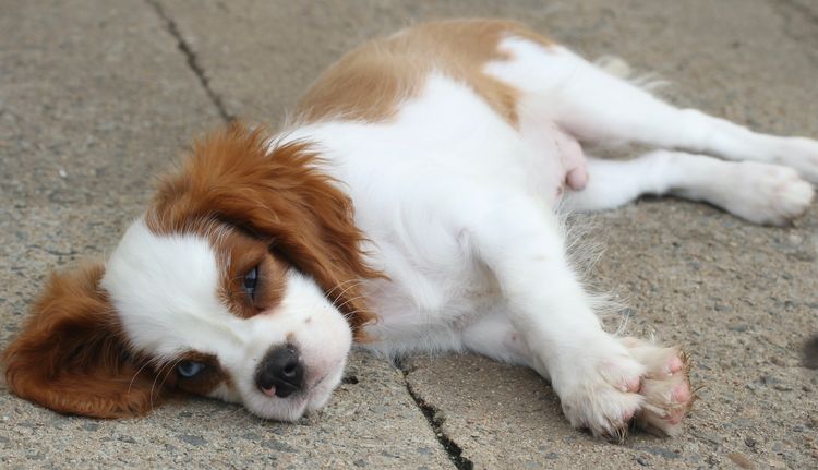 Merle Cavoodle - Cavalier King Charles Spaniel