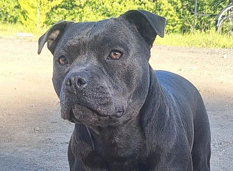 Cederbrush Staffordshire Bull Terriers