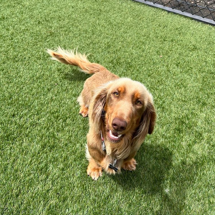 Jordach Dachshunds